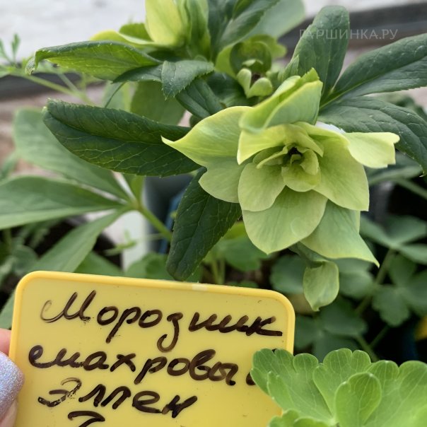 превью изображения отзыва