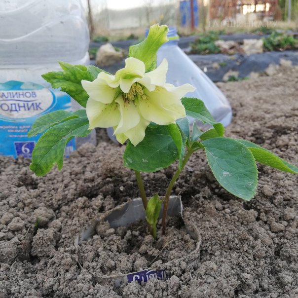 превью изображения отзыва