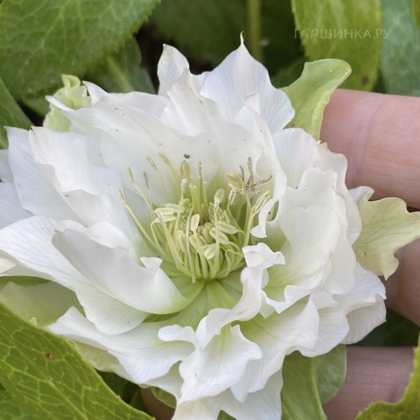 превью изображения отзыва