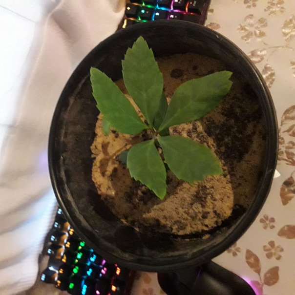 превью изображения отзыва