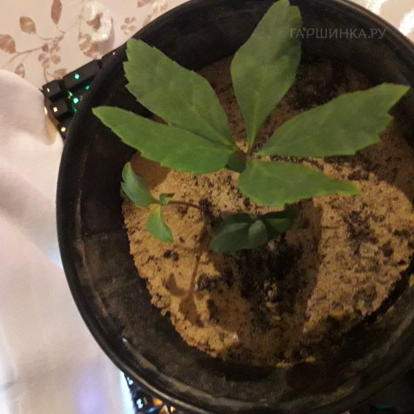 превью изображения отзыва