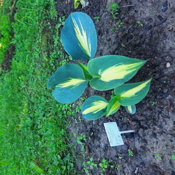 превью изображения отзыва