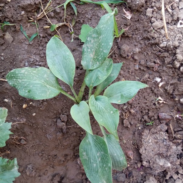 превью изображения отзыва