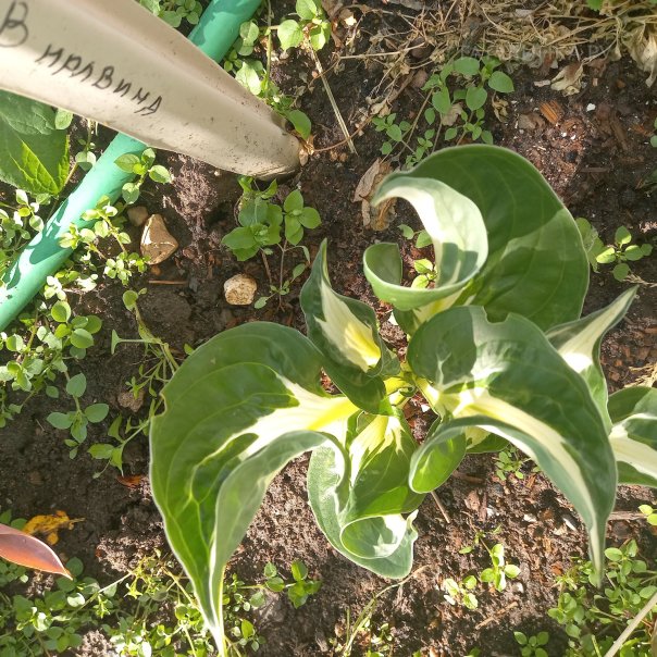 превью изображения отзыва