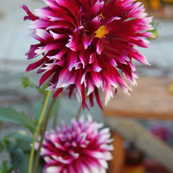 превью изображения отзыва