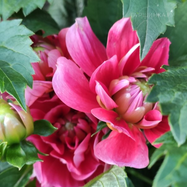 превью изображения отзыва