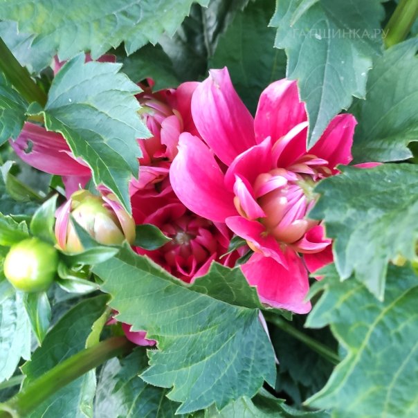 превью изображения отзыва