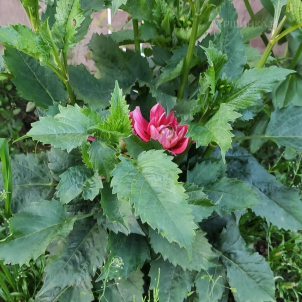 превью изображения отзыва