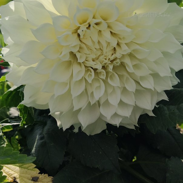 превью изображения отзыва