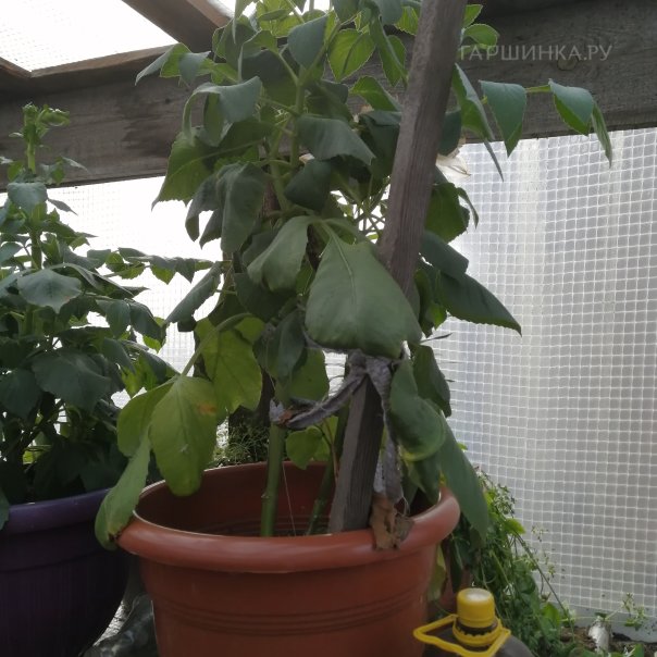 превью изображения отзыва