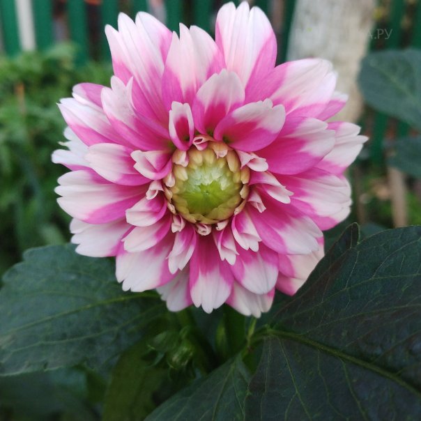 превью изображения отзыва