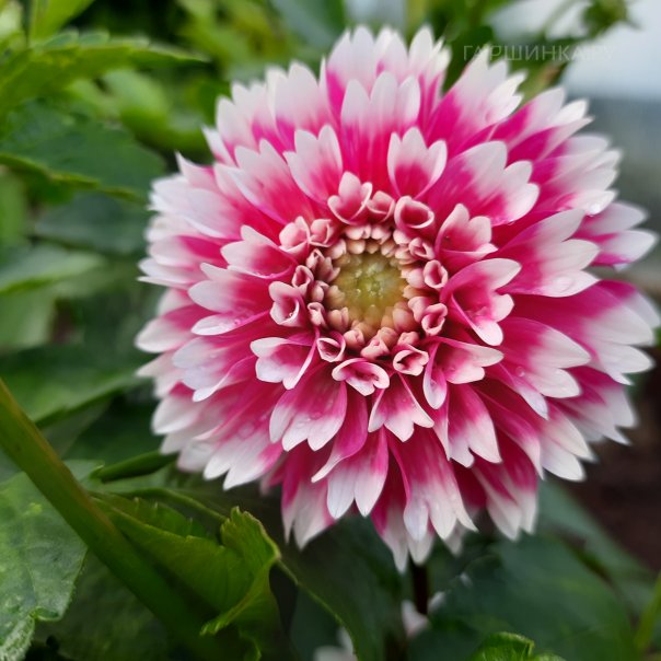 превью изображения отзыва