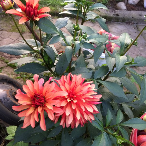 превью изображения отзыва