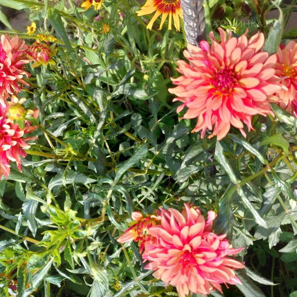 превью изображения отзыва