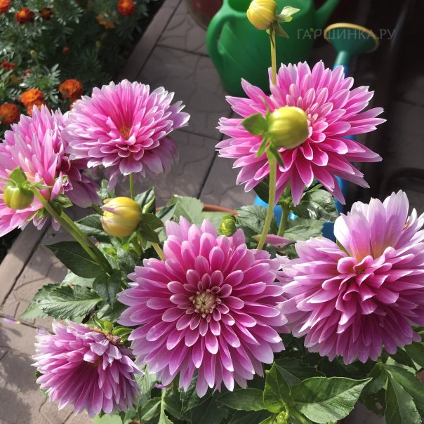 превью изображения отзыва