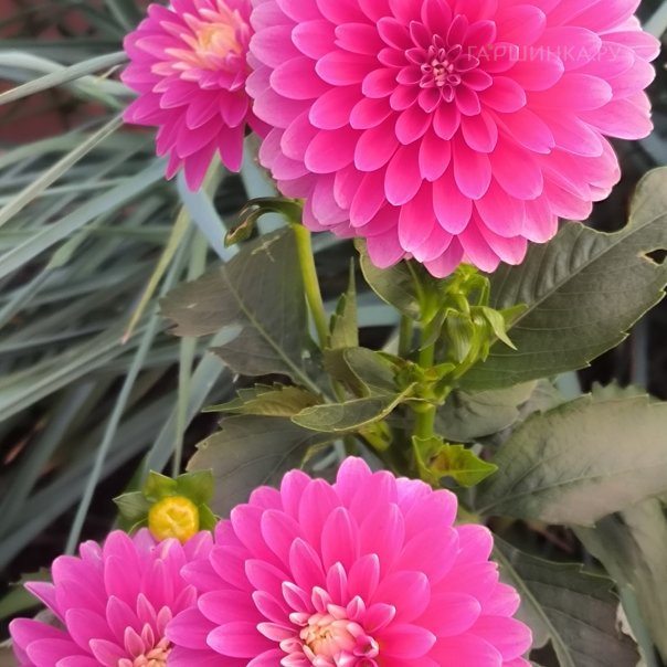 превью изображения отзыва