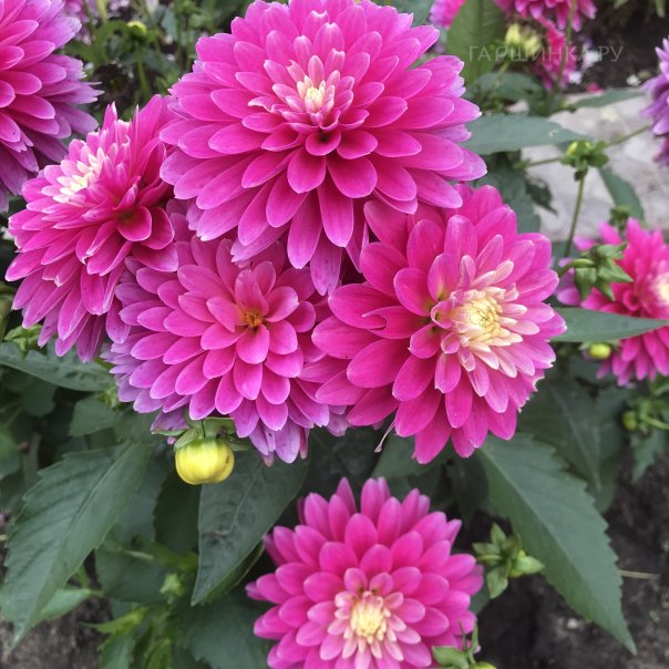 превью изображения отзыва