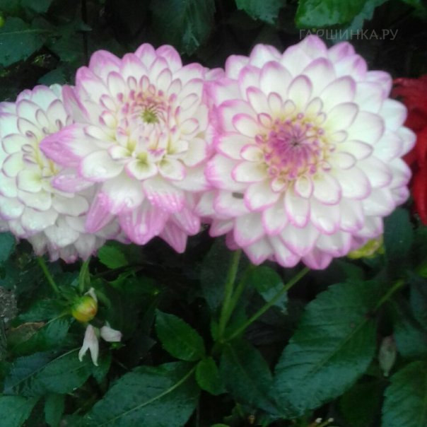 превью изображения отзыва