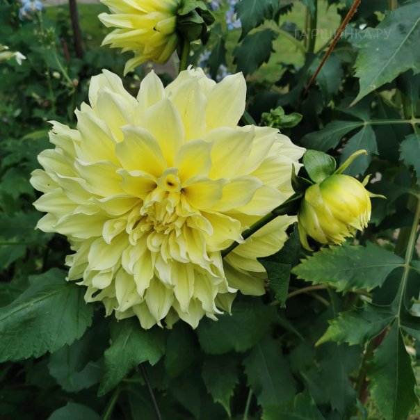 превью изображения отзыва