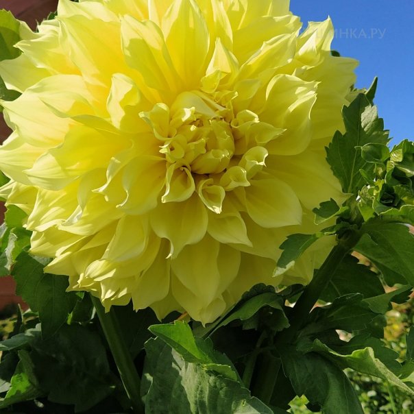 превью изображения отзыва