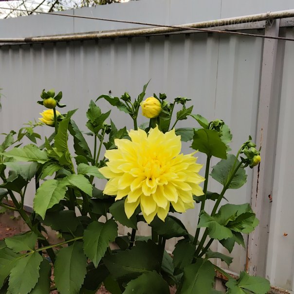 превью изображения отзыва