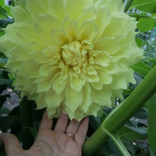 превью изображения отзыва