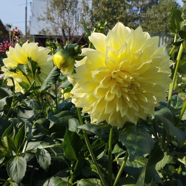 превью изображения отзыва