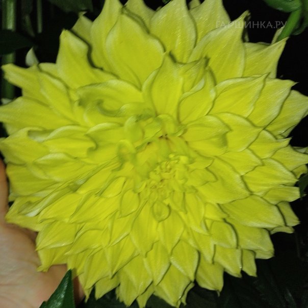 превью изображения отзыва