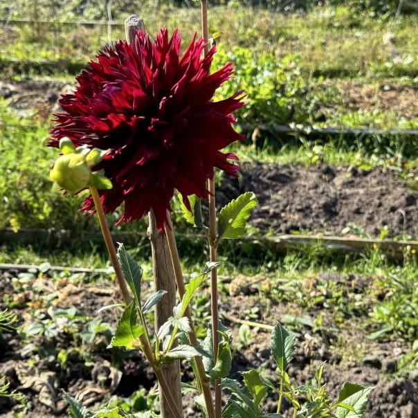 превью изображения отзыва