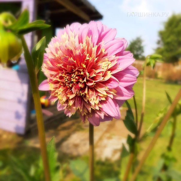 превью изображения отзыва