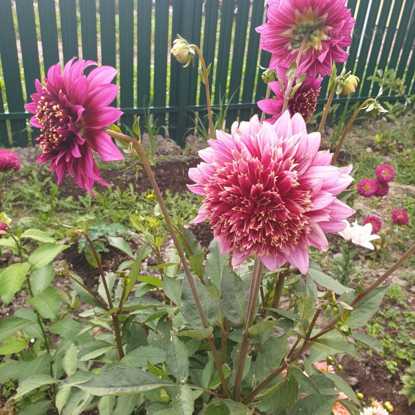 превью изображения отзыва