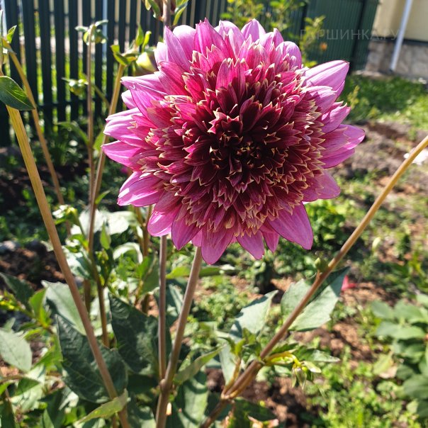 превью изображения отзыва