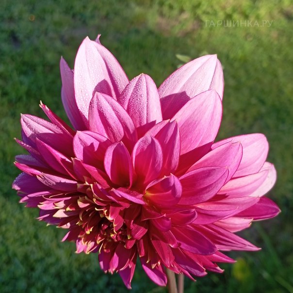 превью изображения отзыва