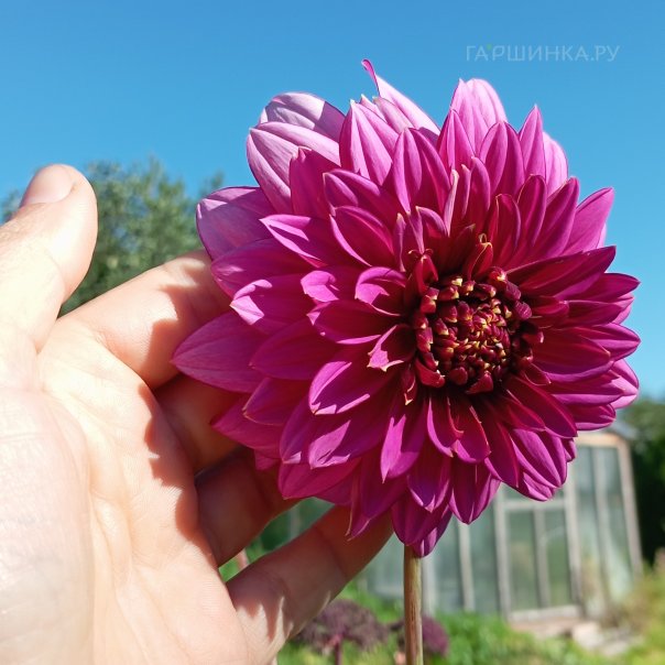 превью изображения отзыва