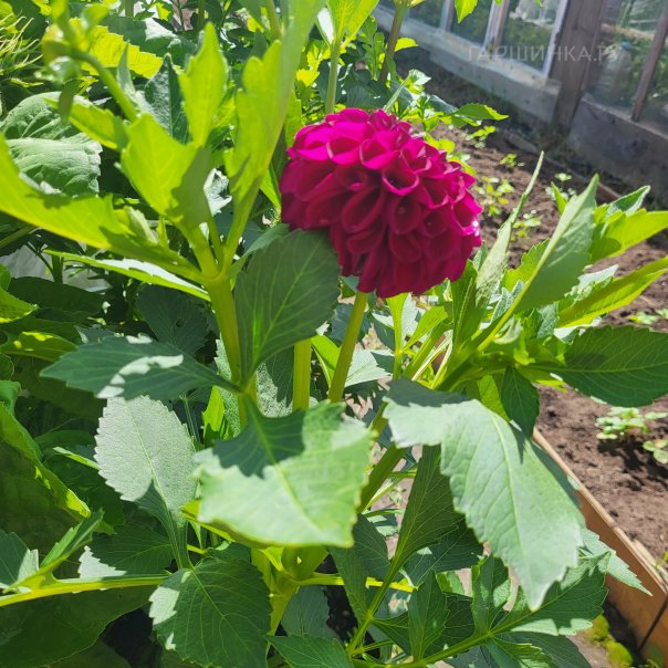 превью изображения отзыва