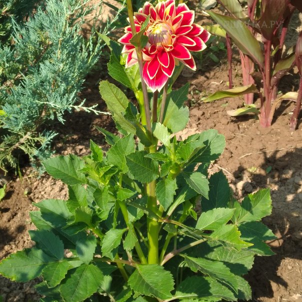 превью изображения отзыва