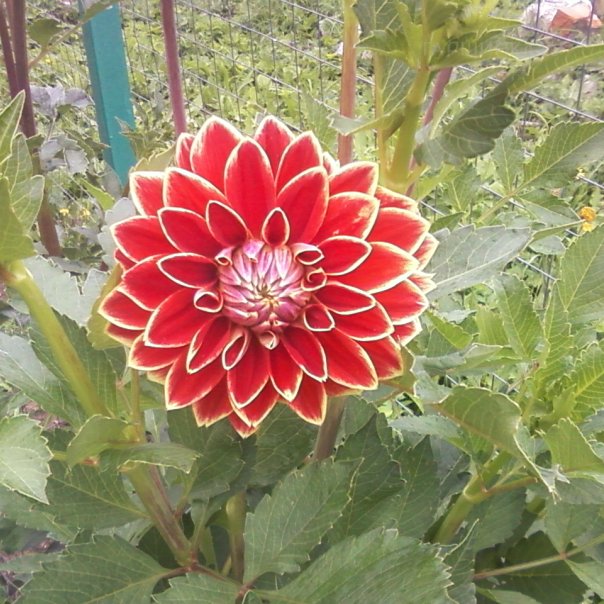 превью изображения отзыва