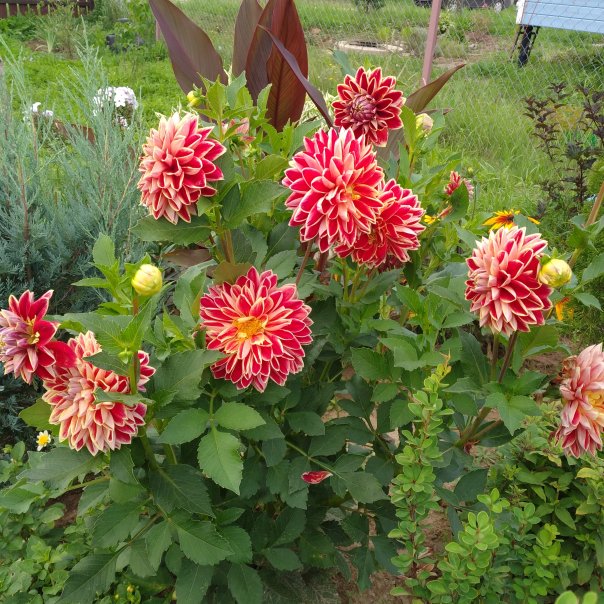 превью изображения отзыва