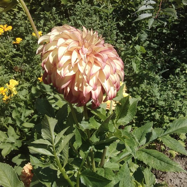 превью изображения отзыва