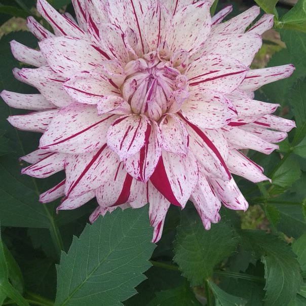 превью изображения отзыва