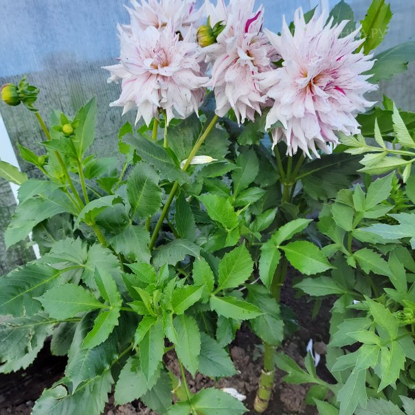 превью изображения отзыва