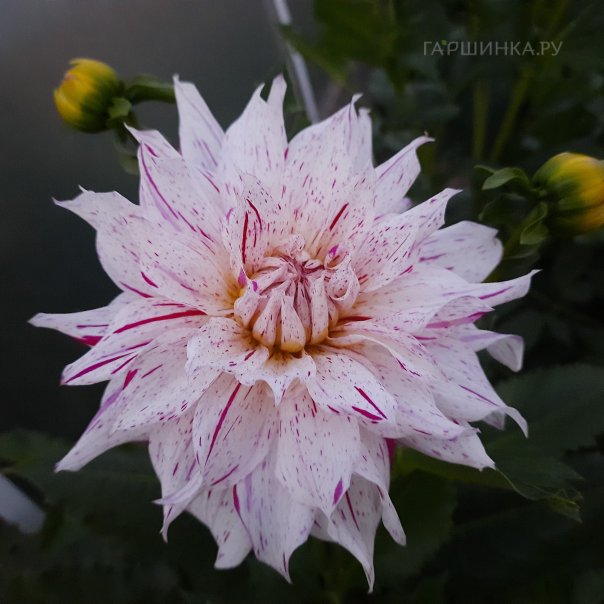 превью изображения отзыва