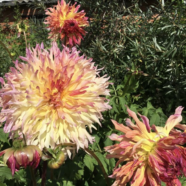 превью изображения отзыва