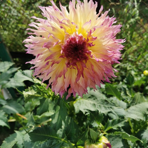 превью изображения отзыва