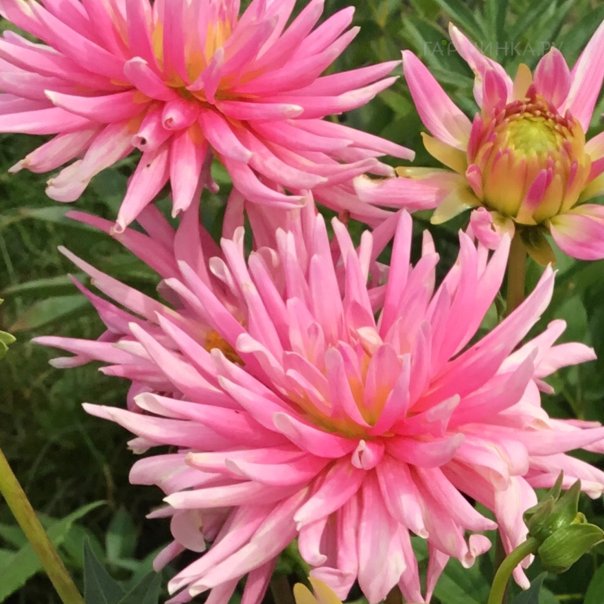 превью изображения отзыва