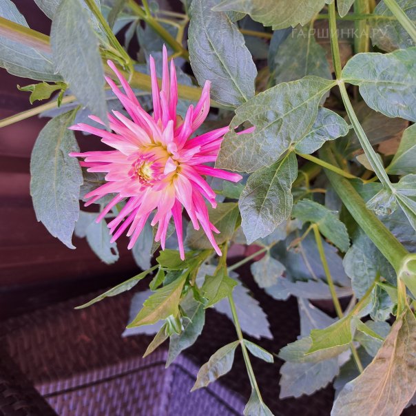 превью изображения отзыва