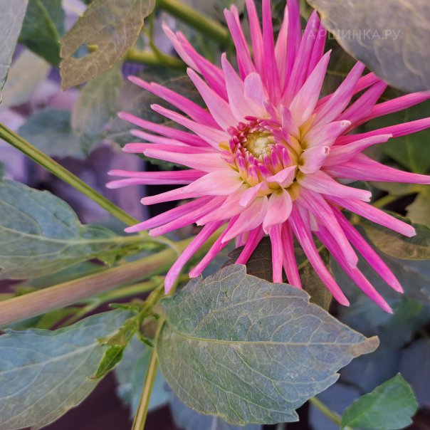 превью изображения отзыва