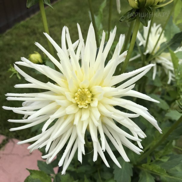 превью изображения отзыва