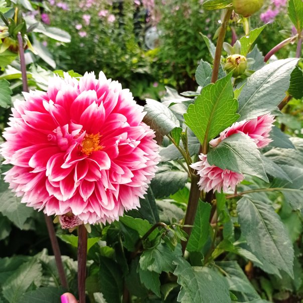 превью изображения отзыва