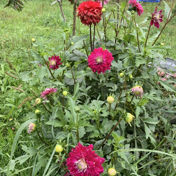 превью изображения отзыва